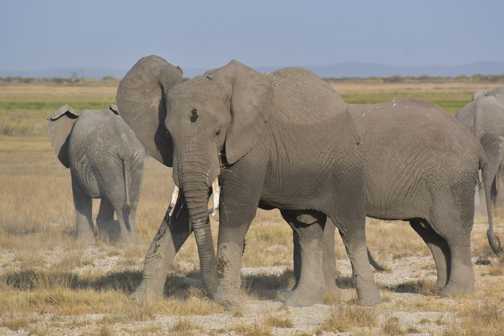 Amboseli Nat. Reserve
